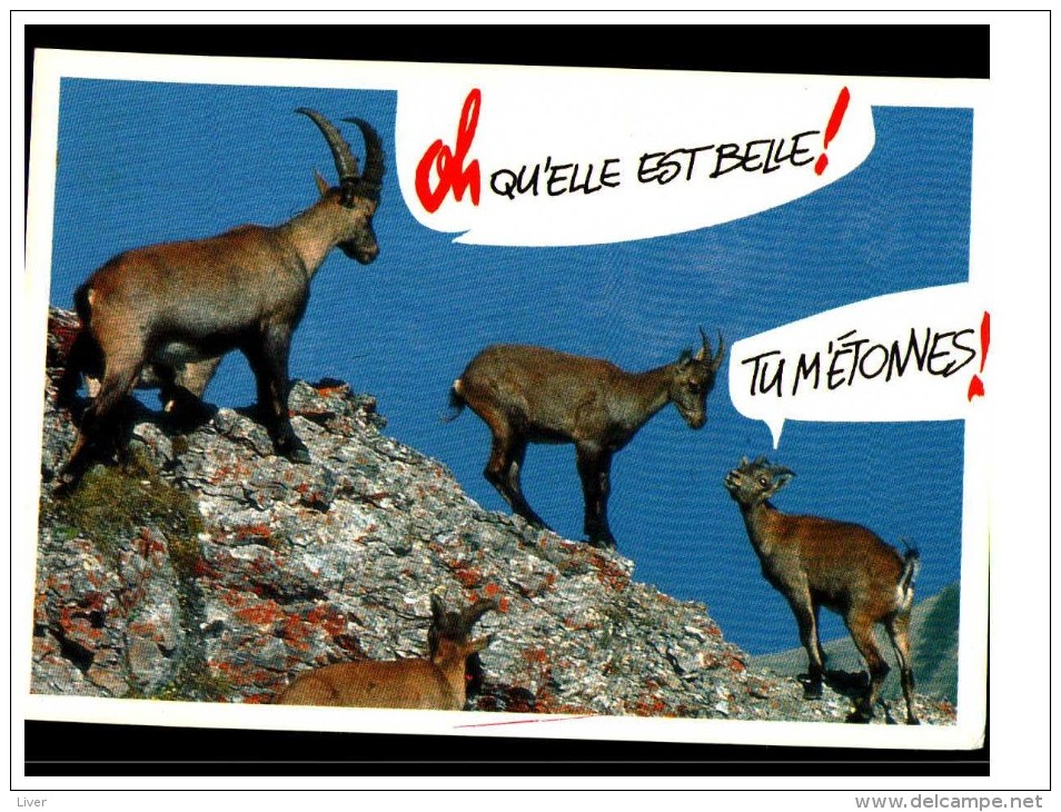 Bouquetin Chamois 10 Cartes - 5 - 99 Cartoline