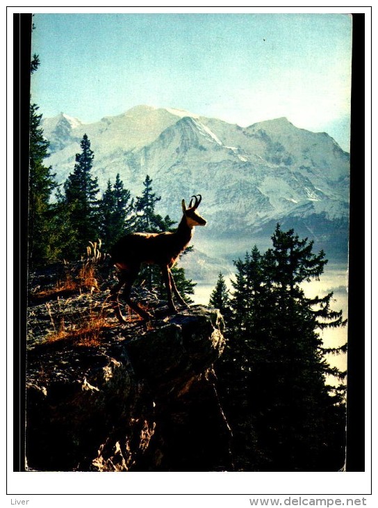 bouquetin chamois 10 cartes