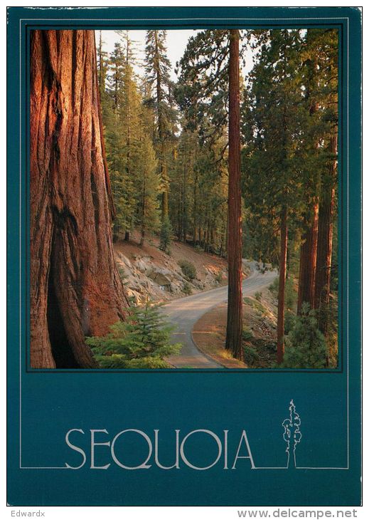 Sequoia NP, California, United States USA US Postcard Used Posted To UK 2000 Stamp - Autres & Non Classés