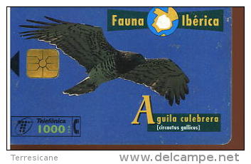 FAUNA IBERICA AQUILA CULEBRERA - Águilas & Aves De Presa