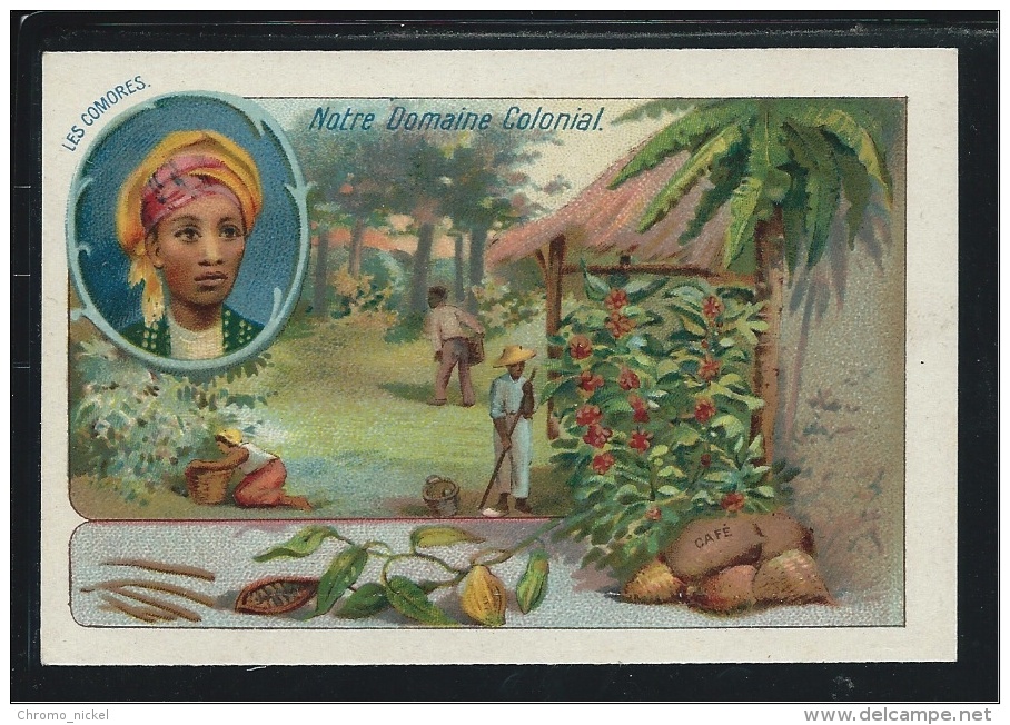 Chromo Les Comores Notre Domaine Colonial CAFÉ Sans Pub. Didactique Au Dos TB 105 X 70 Mm - Autres & Non Classés