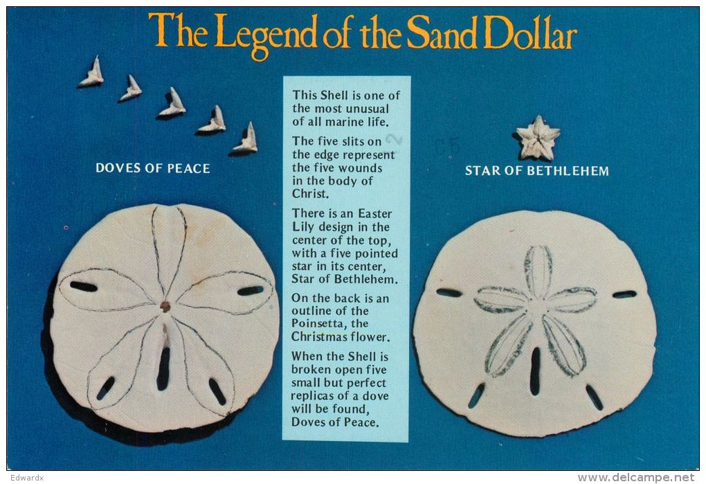 Legend Of The Sand Dollar, USA Postcard Used Posted To UK 1982 Stamp - Poissons Et Crustacés