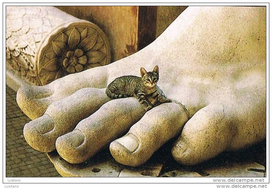 Roma - Chat Chaton - Cat In The Constantin Statue - Italia ( 3 Scans) - Katten