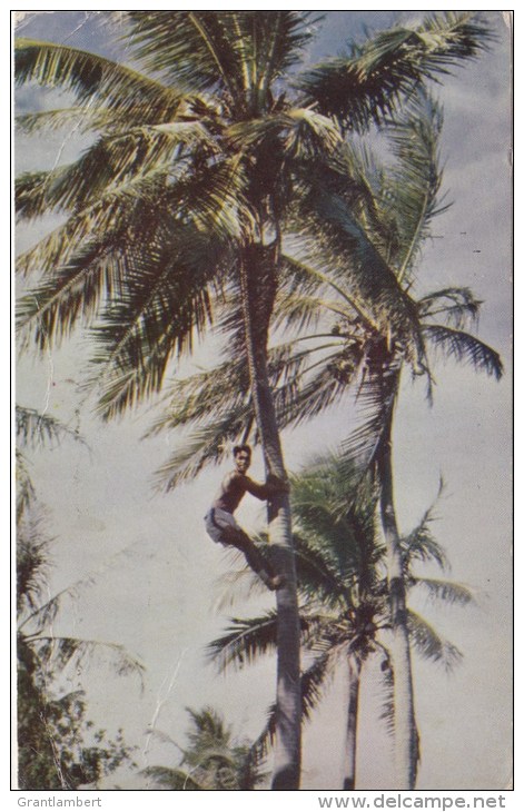 Native Gathering Coconuts, Samoa - Forsgren Studio C6148S, Posted 1967 - Samoa