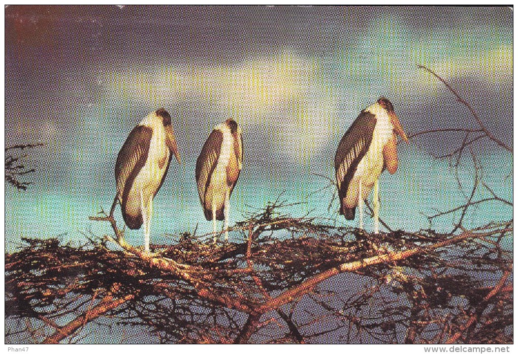 SWAZILAND, Marabouts, Oiseaux,  Publicité Marinol, Labo La Biomarine - Swazilandia