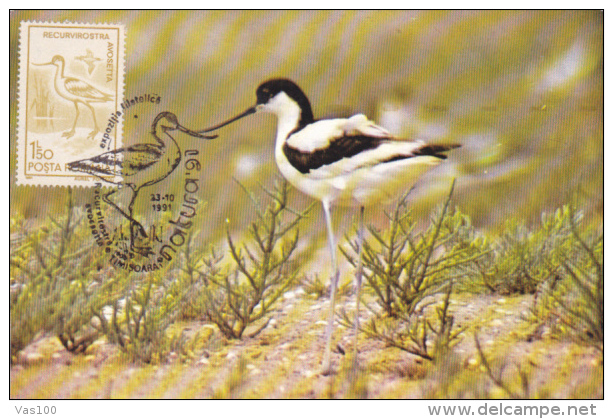PIED AVOCET, BIRD, CM, MAXICARD, CARTES MAXIMUM, 1991, ROMANIA - Storks & Long-legged Wading Birds