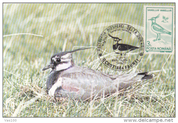 LAPWING, BIRD, CM, MAXICARD, CARTES MAXIMUM, 1991, ROMANIA - Storks & Long-legged Wading Birds