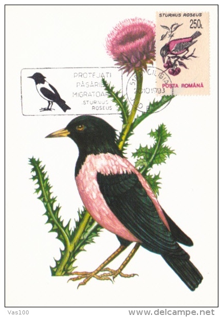ROSY STARLING, BIRD, CM, MAXICARD, CARTES MAXIMUM, 1993, ROMANIA - Marine Web-footed Birds