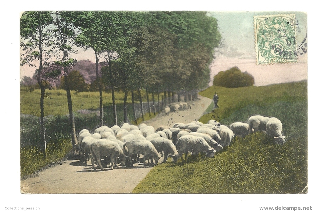 Cp, Agriculture, Berger Et Ses Moutons, Voyagée 1907 - Crías