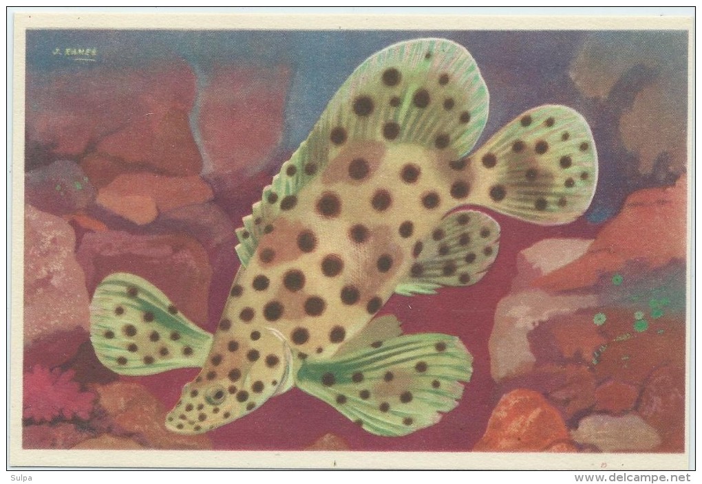 J. Ramel : Musée Océanographique De Monaco, Poisson Moucheté - Cromileptus Alti - Ozeanographisches Museum