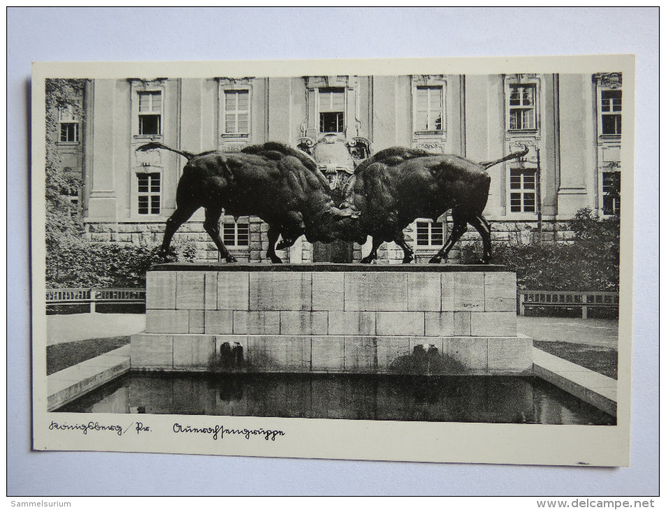 (4/4/77) AK "Königsberg I. Pr." Kämpfende Auerochsengruppe (Wisente), Um 1936 - Ostpreussen