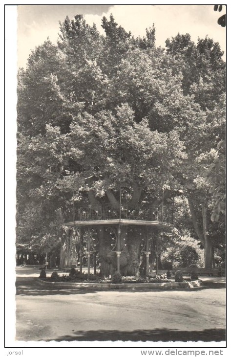 POSTAL    SORIA  -ESPAÑA -  ARBOL DE LA MUSICA  - - Soria