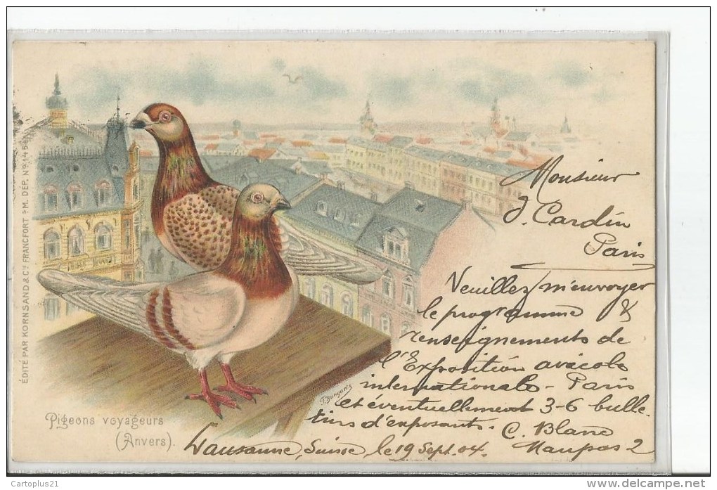 PIGEONS   VOYAGEURS     DESSIN   SUR LES TOITS A ANVERS  BELGIQUE TIRAGE 1900 - Birds