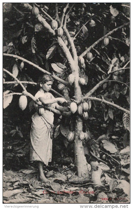 ! Old Postcard Ceylon Cacao, Kakaobaum - Sri Lanka (Ceylon)