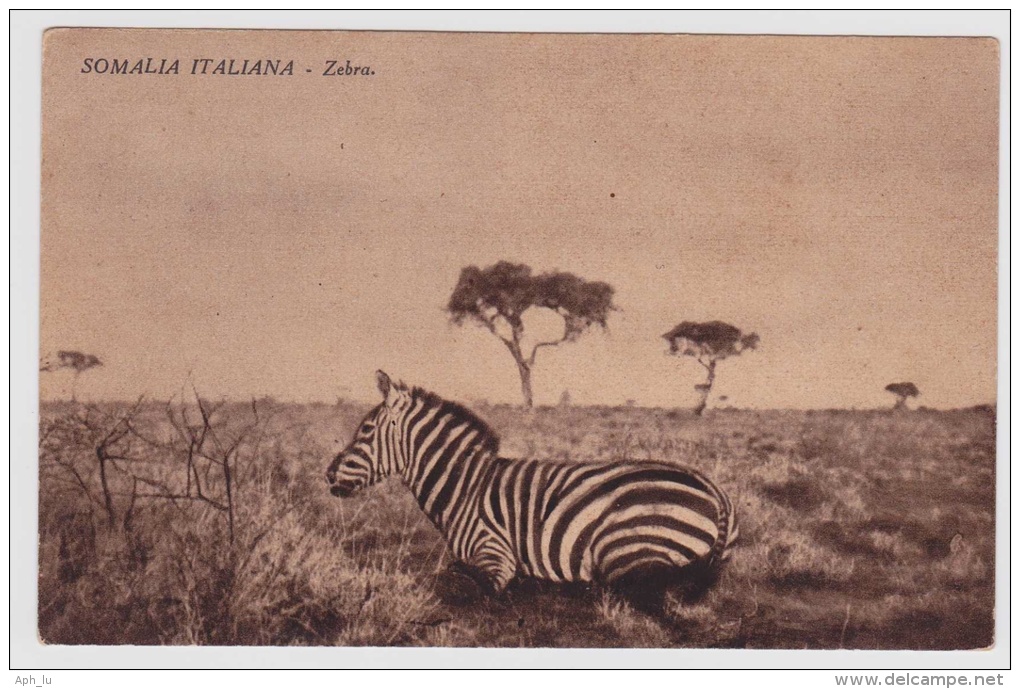 Ansichtskarte Aus Somalia Italiana Mit Zebras (w149) - Somalia