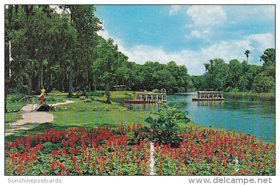 View Of Wolrd Famouri Glass Botton Boats On Beautiful River At Silver Springs Florida 1975 - Silver Springs