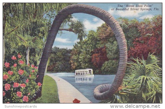 The Horse Shoe Palm At Beautiful Silver Springs Florida 1944 - Silver Springs