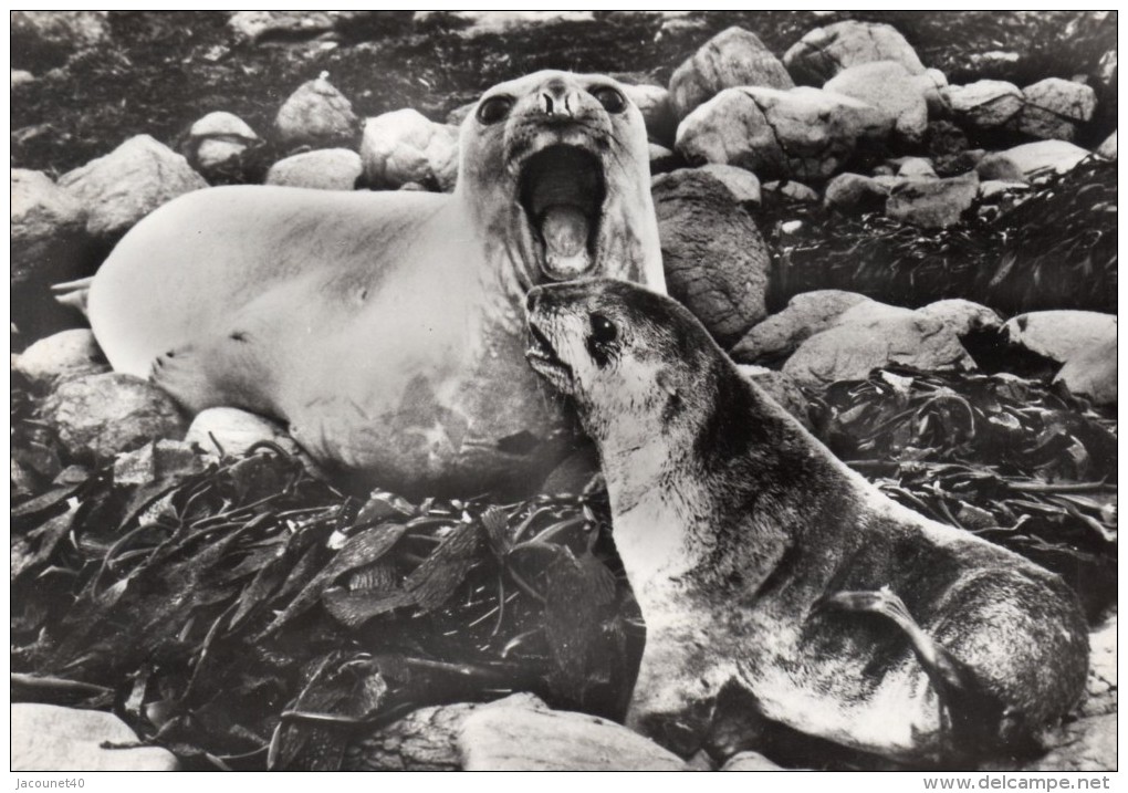 Taaf   Kerguelen Port Aux Français Carte Postale Otarie Oblitéré Du 1/1/1967 Avec Timbre P.A N°13 - Forschungsstationen