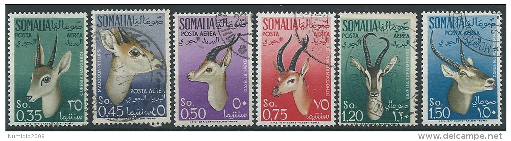 1955 SOMALIA AFIS USATO POSTA AEREA ANIMALI - ED234 - Somalia (AFIS)