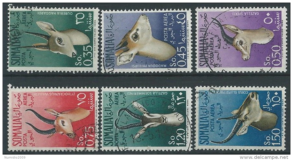 1955 SOMALIA AFIS USATO POSTA AEREA ANIMALI - ED235-2 - Somalia (AFIS)