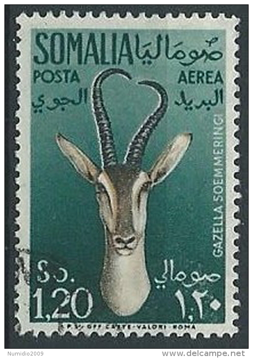 1955 SOMALIA AFIS USATO POSTA AEREA ANIMALI 1,20 - ED236 - Somalia (AFIS)