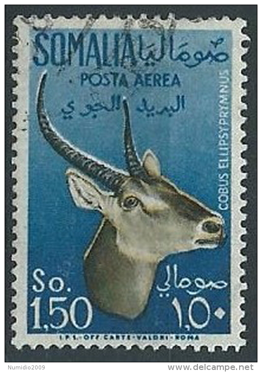 1955 SOMALIA AFIS USATO POSTA AEREA ANIMALI 1,50 - ED236 - Somalia (AFIS)