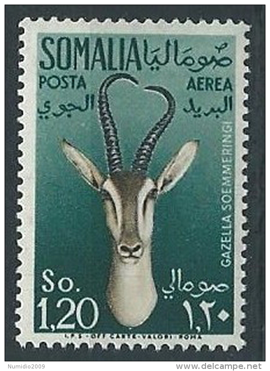 1955 SOMALIA AFIS POSTA AEREA ANIMALI 1,20 MNH ** - ED242 - Somalia (AFIS)