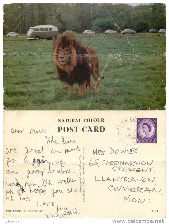 Lion, Longleat, Wiltshire, England Postcard Posted 1966 Stamp Michael Cox - Andere & Zonder Classificatie