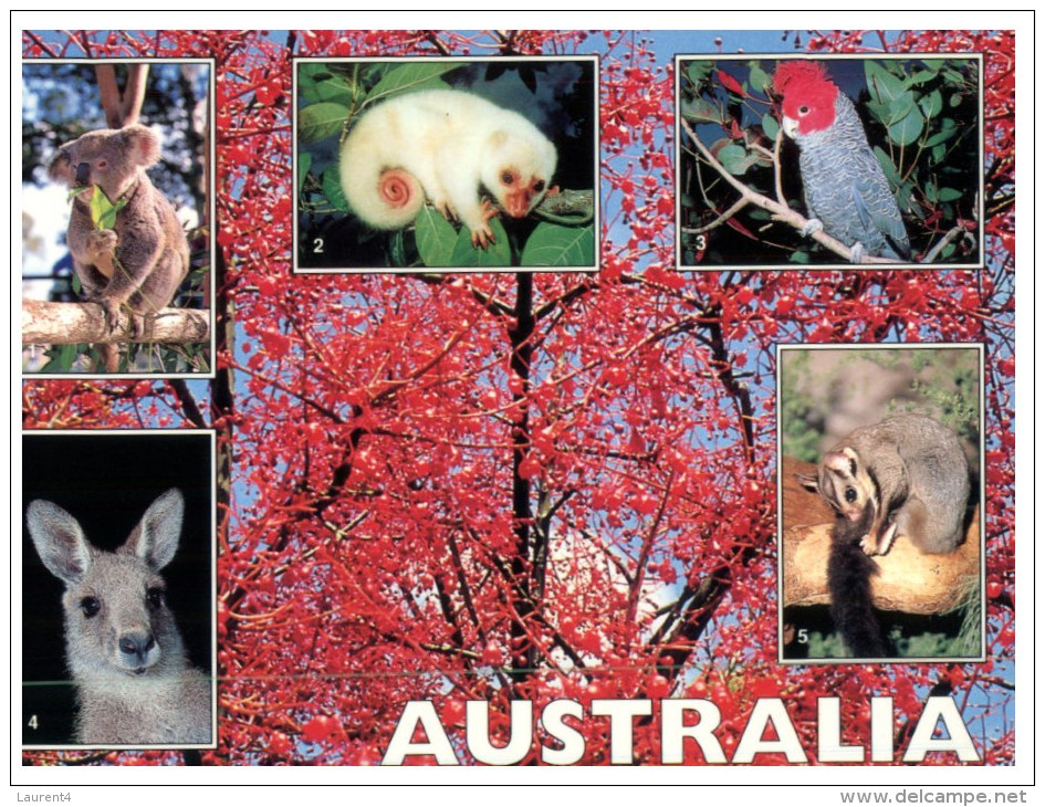 (901) Australia - Animal And Birds - Outback