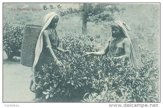 Ceylon, Tea Pluckers, Ceylon     (Sri Lanka)  (Ceylan) - Sri Lanka (Ceylon)