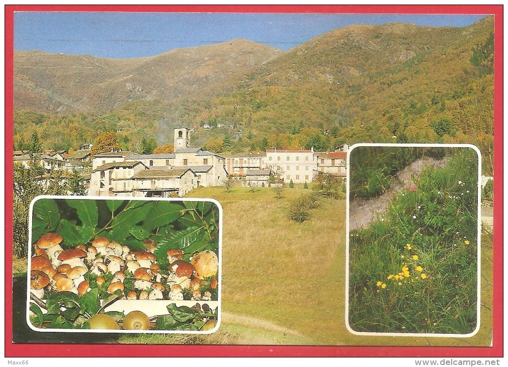 CARTOLINA NV ITALIA - CANISCHIO (TO) - Panorama - Fiori - Funghi - 10 X 15 - Altri & Non Classificati