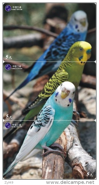 B02181 China Phone Cards Parrot Puzzle 3pcs - Pappagalli