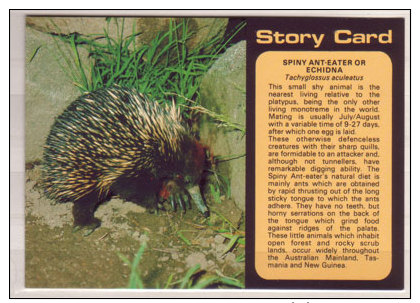 Spiny Ant - Eater Or Echidna , Tachyglossus Aculeatus - Sonstige & Ohne Zuordnung