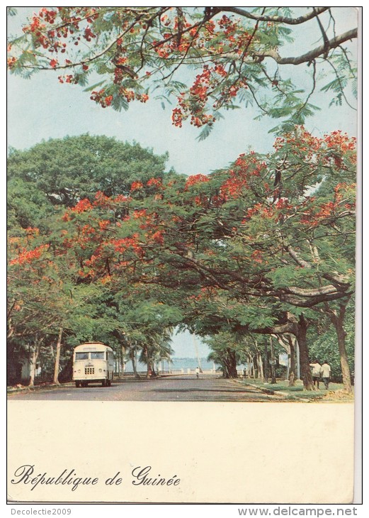 P3688 Avenue Bordee De Flamboyante Bus  Guinea  Front/back Image - Guinea-Bissau