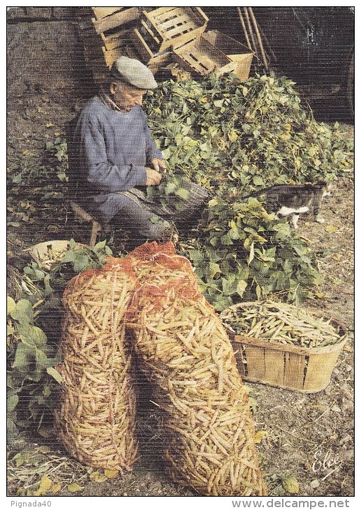 Cp , AGRICULTURE , Marais Poitevin , Les Mojhettes Maraichins Récoltant Ses Haricots(ou Mojhettes) Du Marais - Cultures