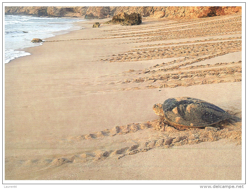 (515) Sultanate Of Oman - Green Turtle - Tortue - Tortose - Turtles