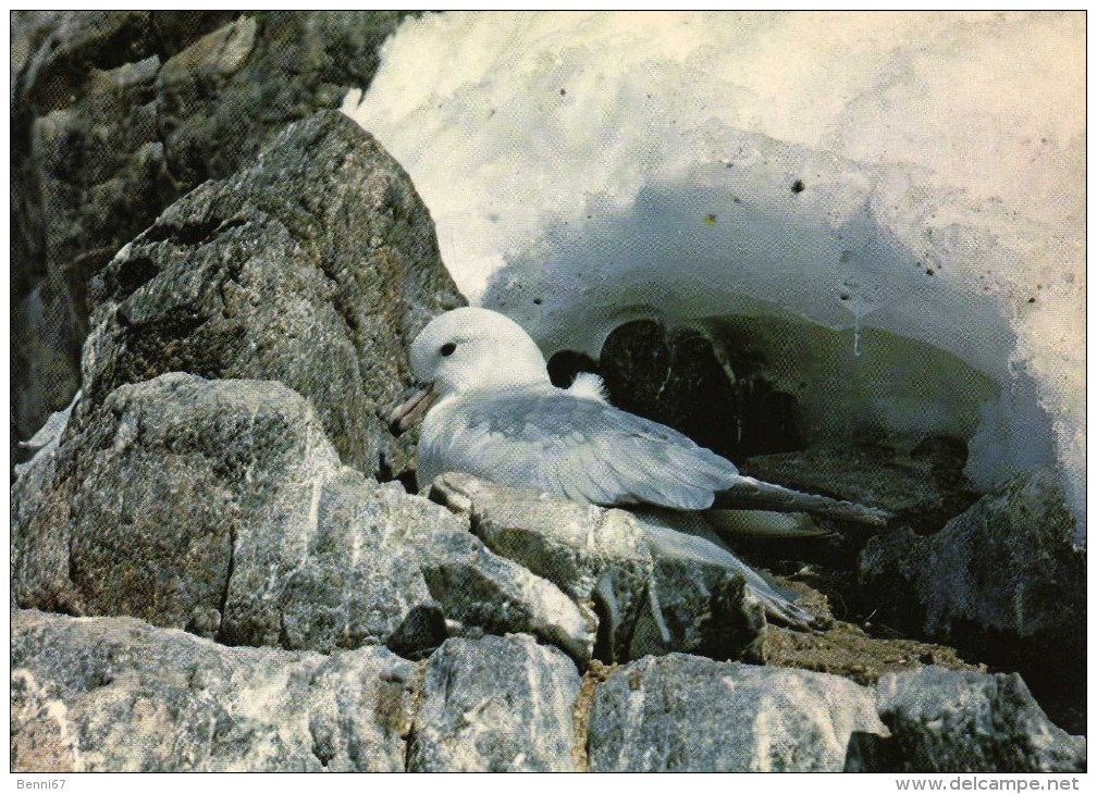 TAAF FSAT Terre Adelie Fulmar - TAAF : Franse Zuidpoolgewesten