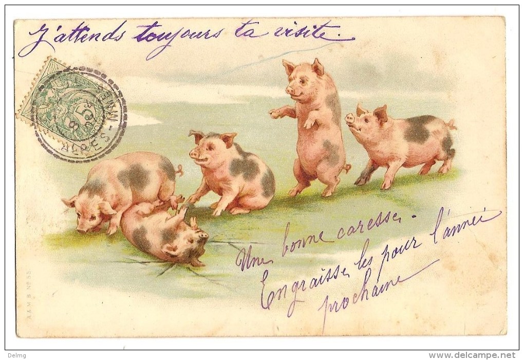 CPA Cochons - Pigs