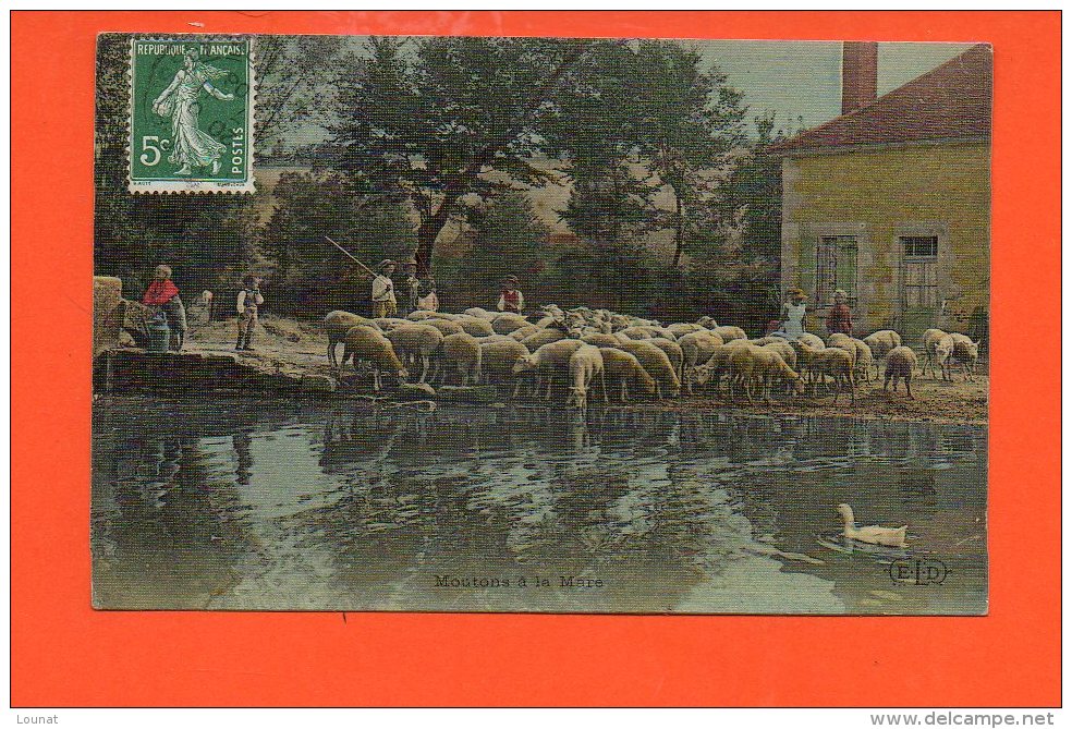 Agriculture -  Moutons à La Mare - La Vie Aux Champs - Allevamenti