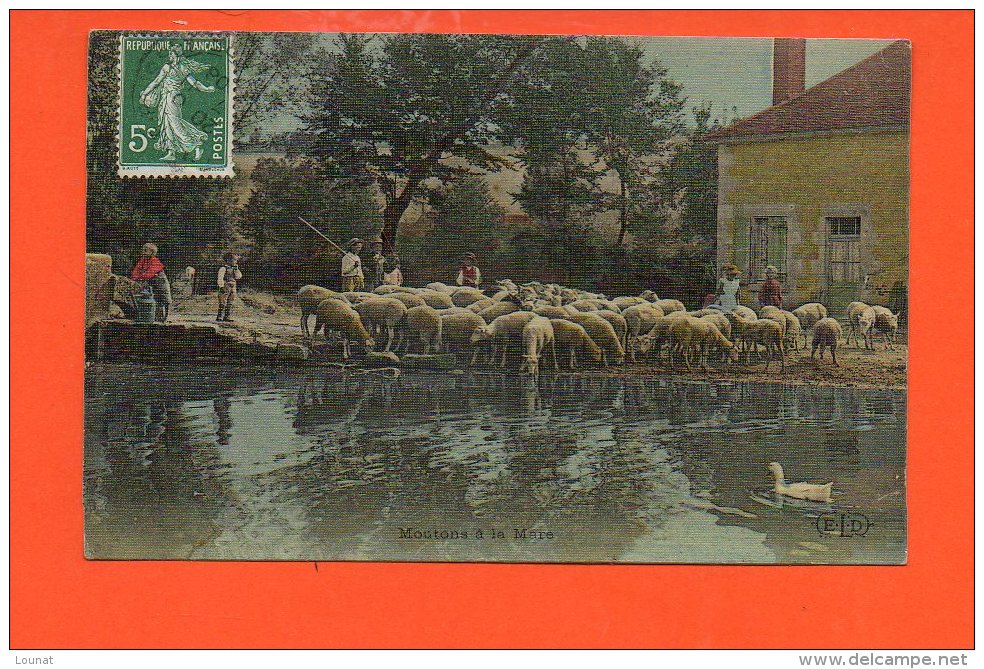 Agriculture -  Moutons à La Mare - La Vie Aux Champs - Breeding
