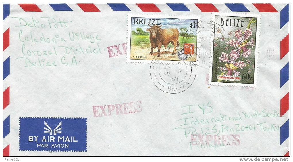 Belize 1997 Corozal Oncidium Orchid 60c Charbray Cow $1 Express Cover - Belize (1973-...)