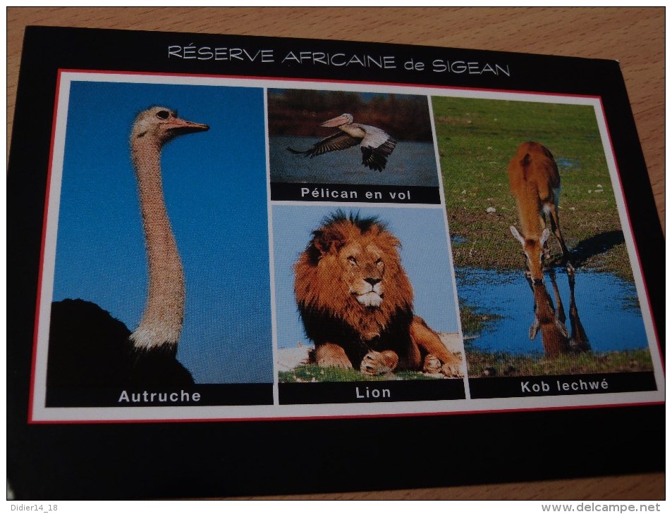 ZOO .RESERVE DE SIGEAN .AUTRUCHE .PELICAN .LION. KOB. - Sigean