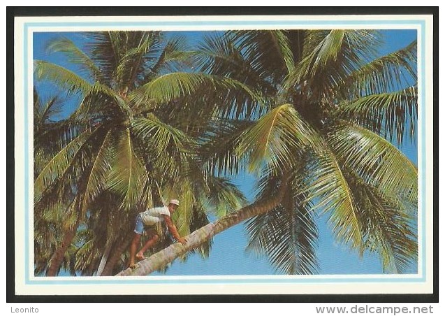 DOMINICANA Tumbador De Coco Tropical Coconut Tree 1994 - Repubblica Dominicana