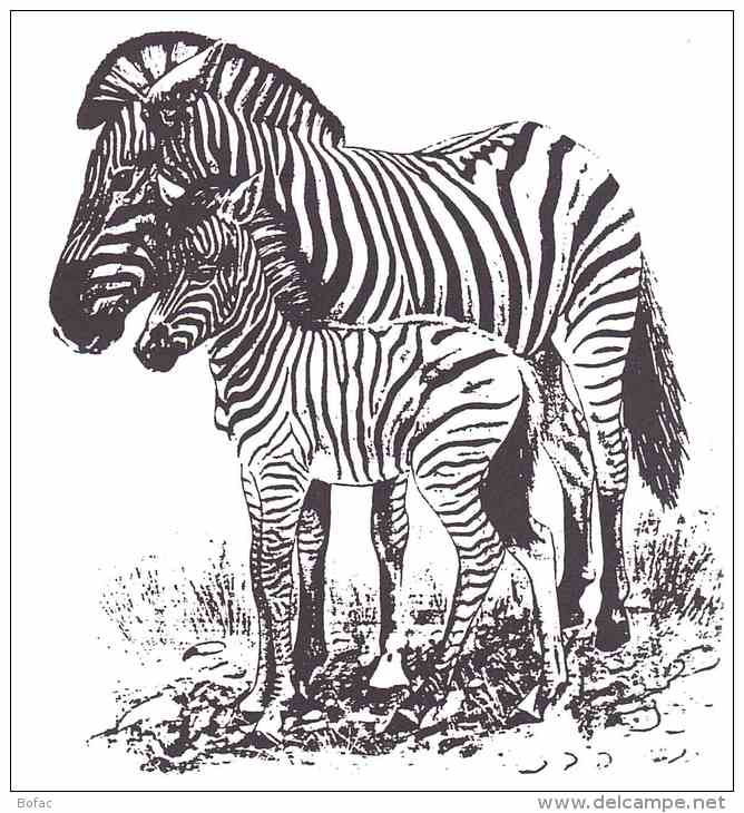 ANIMAUX  Zèbres  Déssins (il Peut Avoir 2 Scans) 3025 - Zebra's