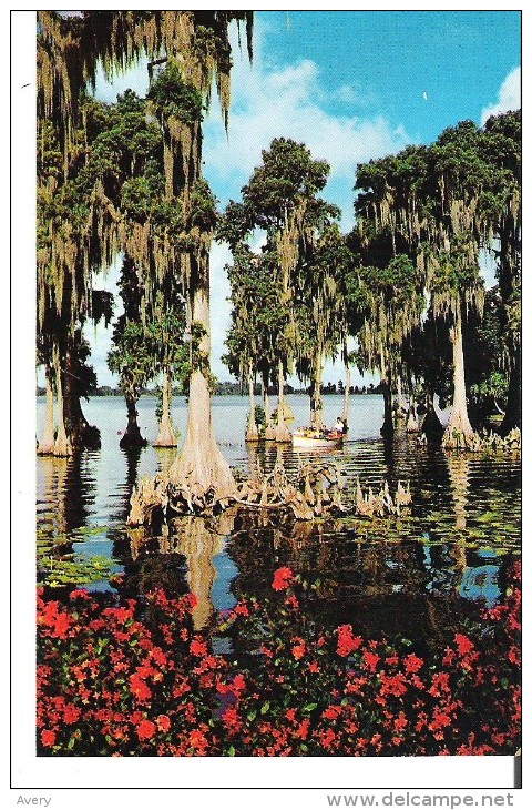 Cypress Gardens, Florida  Cypress Trees Grow Far Out Into The Waters Of Lake Eloise - Autres & Non Classés