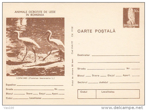 BIRDS, SPOONBILL, PC STATIONERY, ENTIER POSTAL, 1977, ROMANIA - Cigognes & échassiers