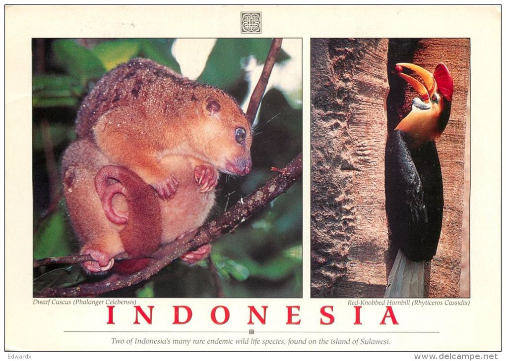 Dwarf Cuscus And Hornbill, Sulawesi, Indonesia Postcard Used Posted To UK 1999 Stamp - Indonesia