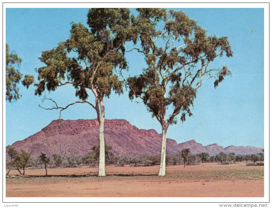 (PH 270) Australia - SA - Twin Ghost Gums - Flinders Ranges