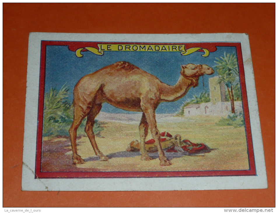 Rare Chromos Ancienne Image D´école, 1930´s, Le Dromadaire - Animales