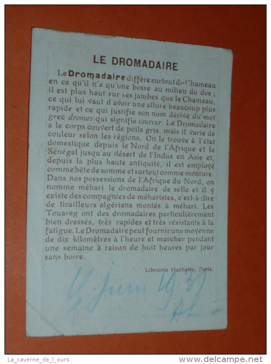 Rare Chromos Ancienne Image D´école, 1930´s, Le Dromadaire - Animales